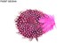 Guineafowl feather pad FM097